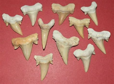 AUTHENTIC FOSSILIZED PREHISTORIC Shark Teeth Morocco Africa 50 Million Years Old $42.50 - PicClick