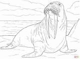 Walrus Coloring Page At GetColoringscom  Free Printable Colorings sketch template