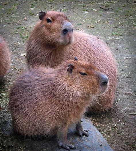 Does anyone else think Capybaras are adorable?? - Imgur | Capybara pet, Capybara, Cute animals