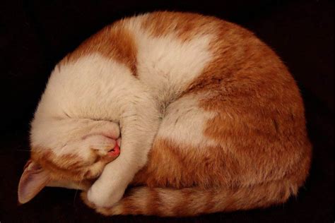 Why Do Cats Sleep In A Ball? | Poultry Care Sunday