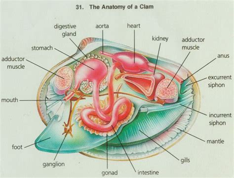 clam anatomy images | For School | Pinterest | Clams and Anatomy