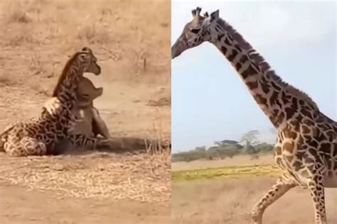 Viral Animal Video Lion Attacks Calf BUT Mother Giraffe Comes to Rescue - Watch