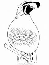Quail Bird 2 Coloring Page For Kids  Free Quails Printable sketch template