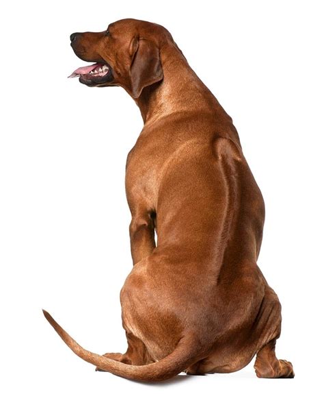 Rhodesian Ridgeback Dog Breed » Information, Pictures, & More