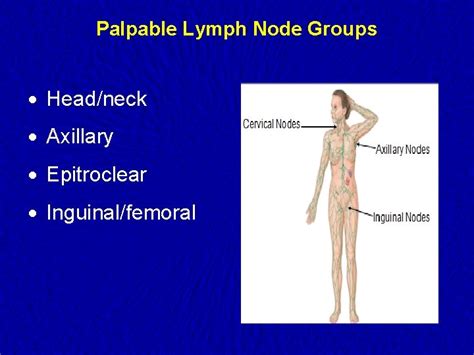 Lymph Nodes Examination Examination of the Lymphatic System