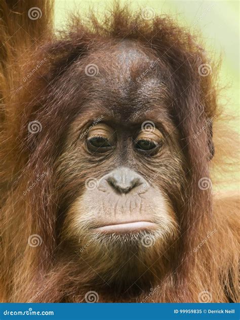 A Close Portrait of a Sad Young Orangutan Stock Image - Image of looks ...