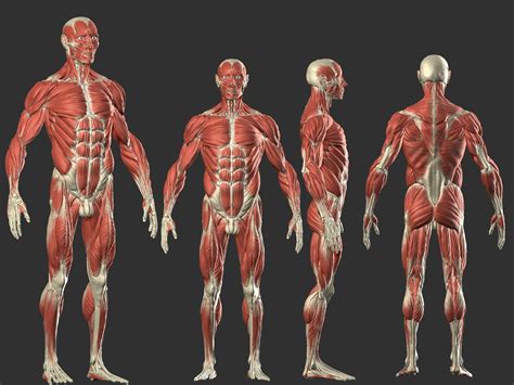 Male Anatomy, Kevin Cayuela (KevinHeiwart) | Human anatomy drawing, Anatomy reference, Human figure