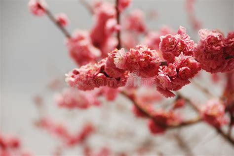 Sakura Pink Cherry Blossom Flowers, Kyoto, Japan, Asia Stock Image ...