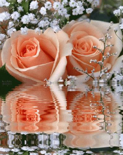 Peach Rose Water GIF - Peach Rose Water - Discover & Share GIFs Roses Gif, Flowers Gif ...