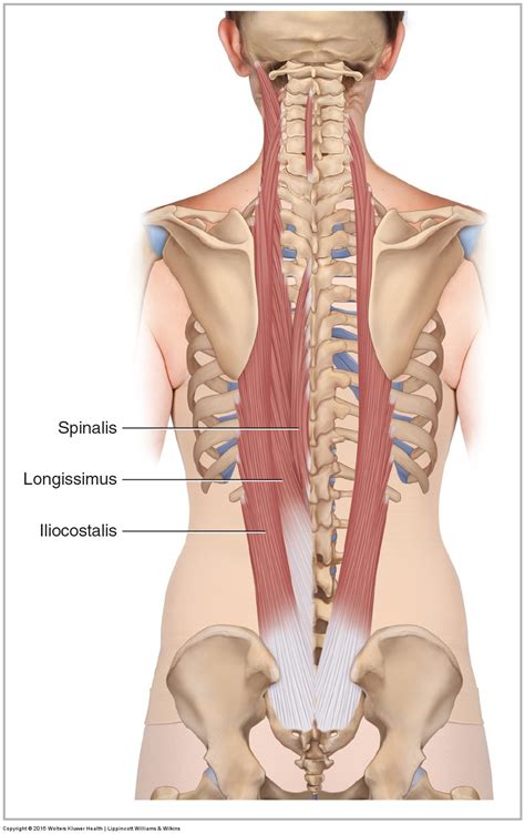 Posterior Lumbar Muscles