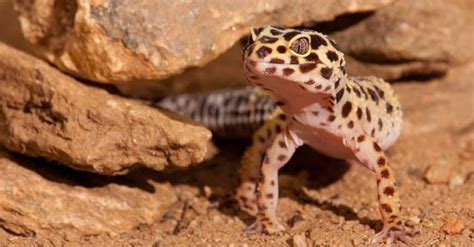 Leopard Gecko Habitat: Where Do Leopard Geckos Live? - A-Z Animals