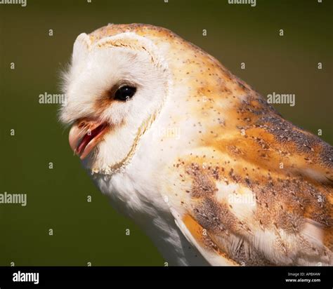 Barn owl calling Stock Photo - Alamy