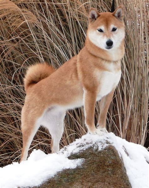 amazing dream dog shiba inu | Shiba inu dog, Dog breeds, Japanese dogs