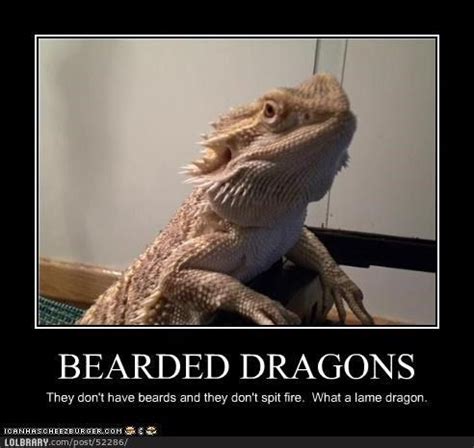 1000+ images about funny reptiles on Pinterest | Dragon, Lizards and Snakes