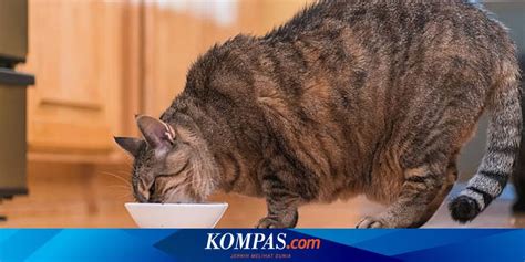 Misteri Kematian Puluhan Kucing di Sunter Belum Terungkap, Jumlah ...