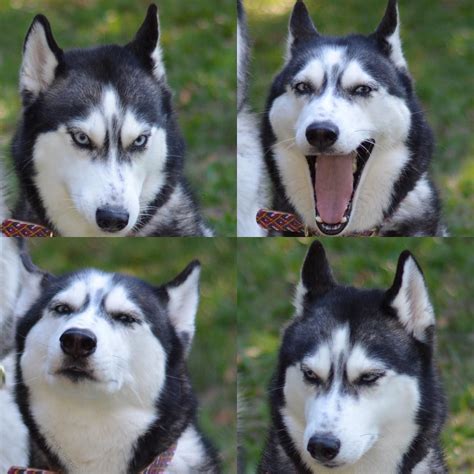 This dog has the most human expressions I've seen. Kitten Pictures, Cute Animal Pictures, Dog ...