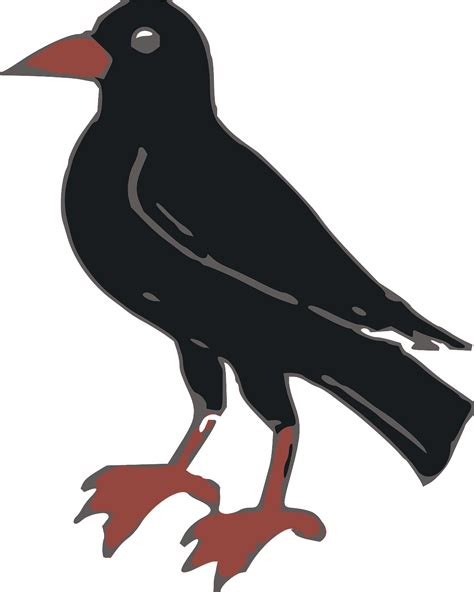 Animals Bird Crow - Free vector graphic on Pixabay