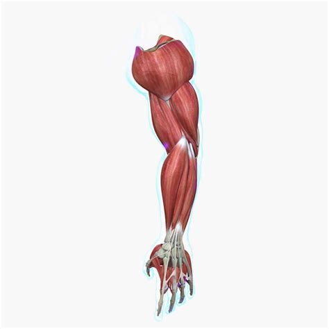Muscles of the Human Arm - 3D Model by dcbittorf