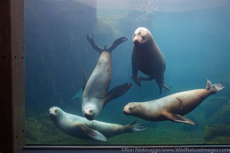 Alaska Sealife Center | Photos by Ron Niebrugge