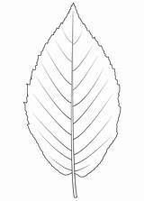 Birch Tree Leaf Template Sketch Coloring Page sketch template