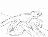 Leopard Gecko Coloring Pages At GetColoringscom  Free Printable sketch template