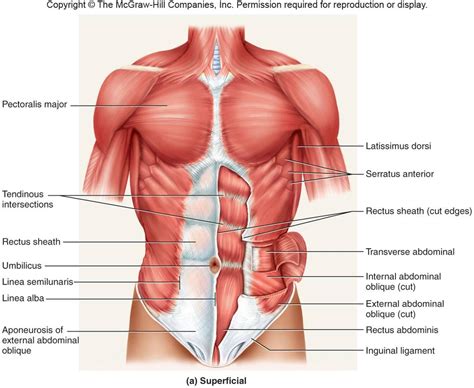Basic Anatomy | Health Guide