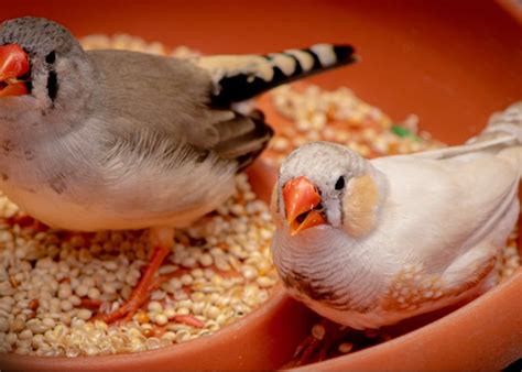 Low-Maintenance Birds - The Happy Chicken Coop