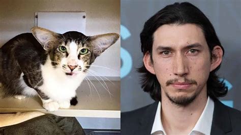 Funny cat memes: Felines who look like celebrities – Film Daily