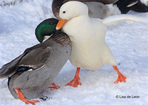 Birding with Lisa de Leon: Duck Fight!