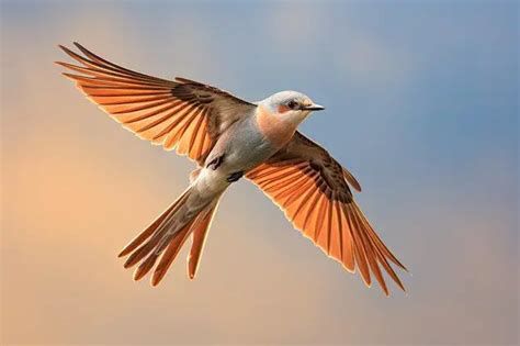 What is the scissor-tailed flycatcher known for? - Birdful