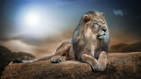 Wild Animal Wallpapers - Top Free Wild Animal Backgrounds - WallpaperAccess