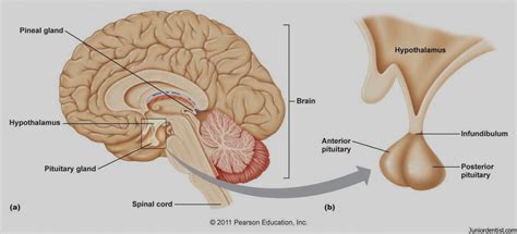 Image result for infundibulum anatomy | Pituitary gland, Exocrine gland, Endocrine system