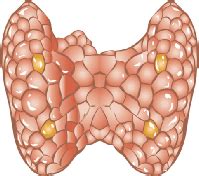 Underactive Thyroid Gland