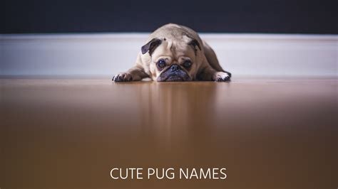 Ultimate List of the Top 600+ Pug Dog Names - Cute and Popular Puppy ...