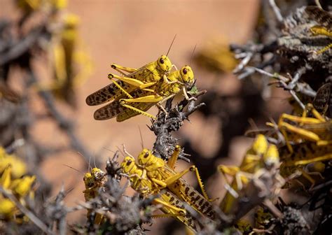 Locusts In Africa 2024 - Gracia Gwenora