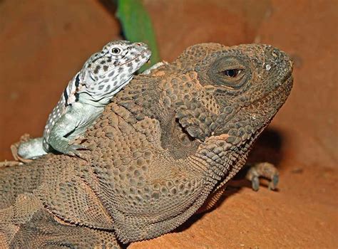 Angel Island chuckwalla - Accommodation, care and maintenance