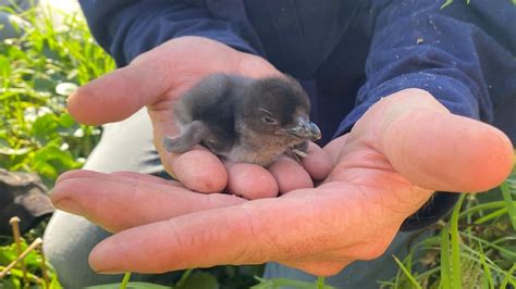Penguin chick born in Eden for the first time in 30 years holds hopes in re-establishing colony ...