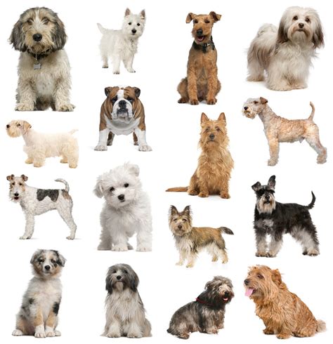 pictures of small dog breeds - Dog Breeders Guide