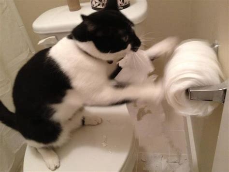 Toilet Paper Cat 2 | 1Funny.com