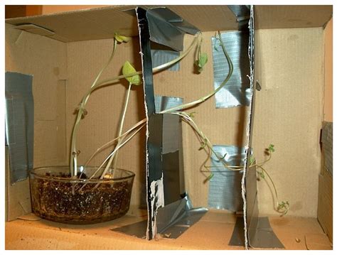 Phototropism In Plants Experiment