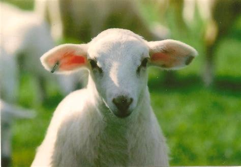 White Lamb Photograph on Blank Note Card Farm Animal - Etsy