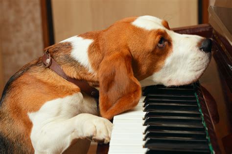 Dog Who Sings Along to the Piano Stuns the Internet: 'Get Him a Grammy ...