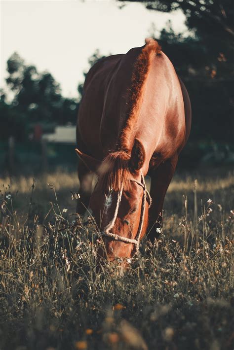 Horse On Grass Field · Free Stock Photo