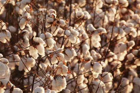 Cotton plants loaded with open cotton, ready to be harvested; England ...