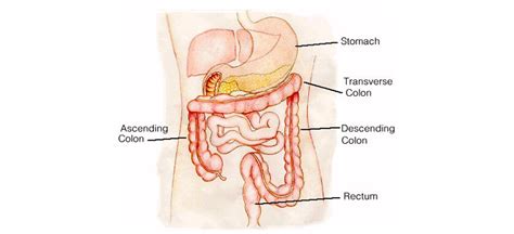 Choosing a Specialist for your Gastroenterology Procedure - Neoalta Speciality Clinic