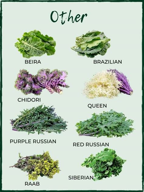 Varieties of Kale -the king of the super-greens! - Salads with Anastasia