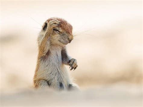 These Photos are Basically the Animal Kingdom's Blooper Reel | Funny wild animals, Comedy ...