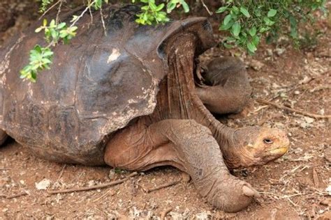 Galapagos Islands Animals | Viator Travel Blog | Galapagos islands ...