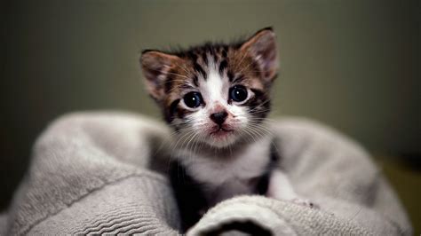 Tiny Brown Black White Cat Kitten On Cloth 4K HD Kitten Wallpapers | HD Wallpapers | ID #81387