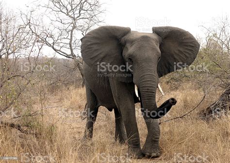 Elephant Trumpet Stock Photo - Download Image Now - Africa, African ...